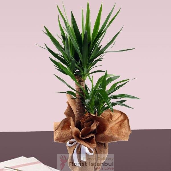 Yucca Plant Indoor Flower Resim 1