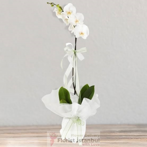 Einzweigige weiße Orchideenpflanze Resim 1