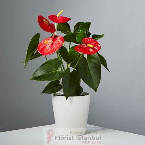Rote Anthurium-Pflanze Resim 1