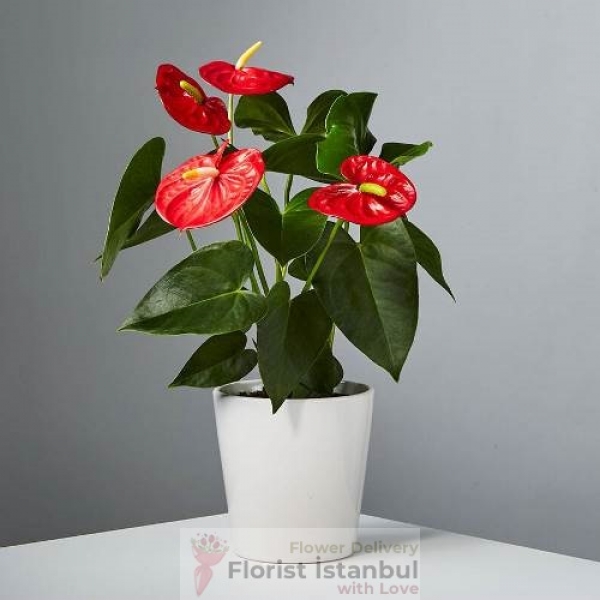 Small Size Anthurium Plant Resim 1