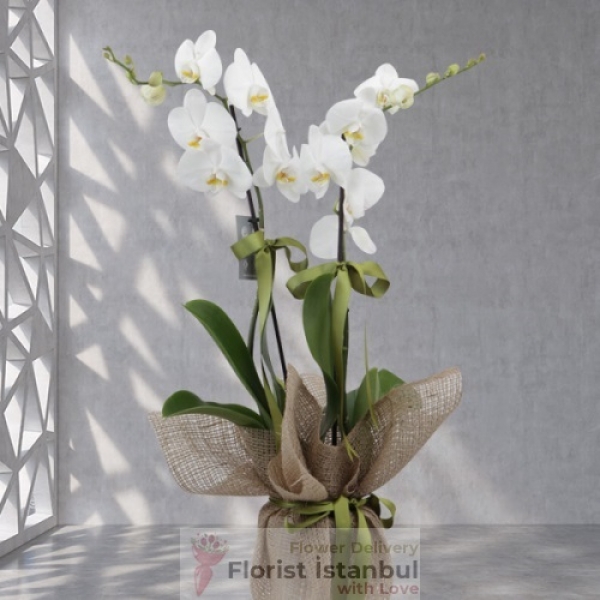 White Orchid Plant Resim 2