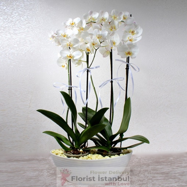 Luxury Orchid Plant Resim 2