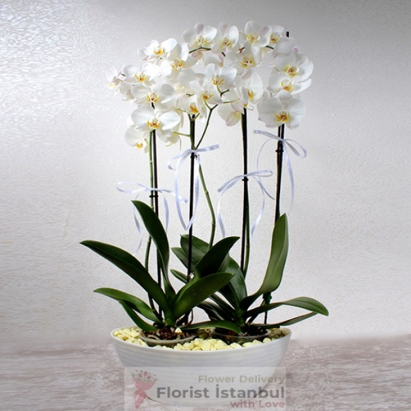 Luxury Orchid Plant Resim 1