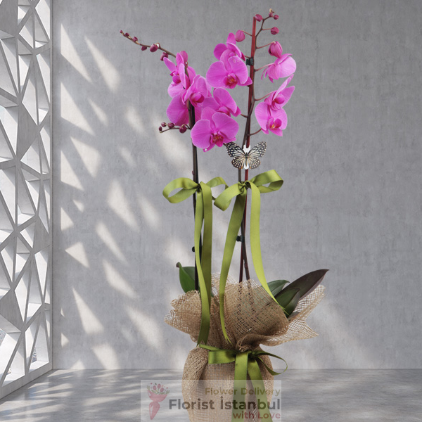 Фиолетовая орхидея Resim 2