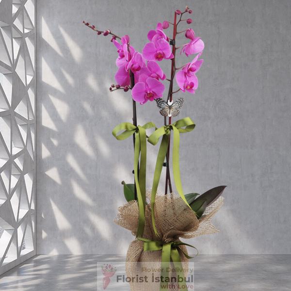 Purple Orchid Plant