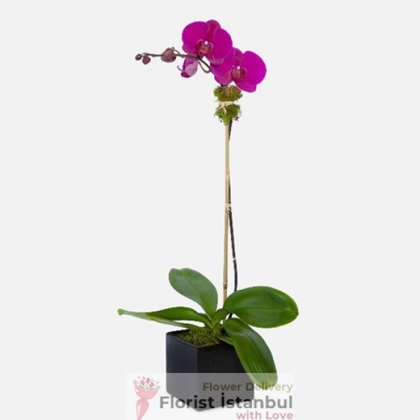Одиночная фиолетовая орхидея Resim 2