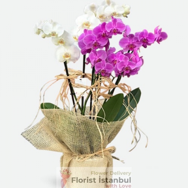 Lila und weiße Orchideen