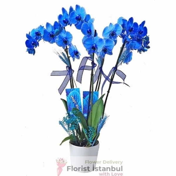 Синий цветок орхидеи Resim 2