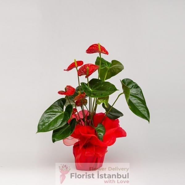 Large Anthurium Plant Resim 1