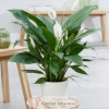 product-nav-img